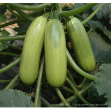 HSQ04 Paishe vert hybride F1 courge / graines de courgettes